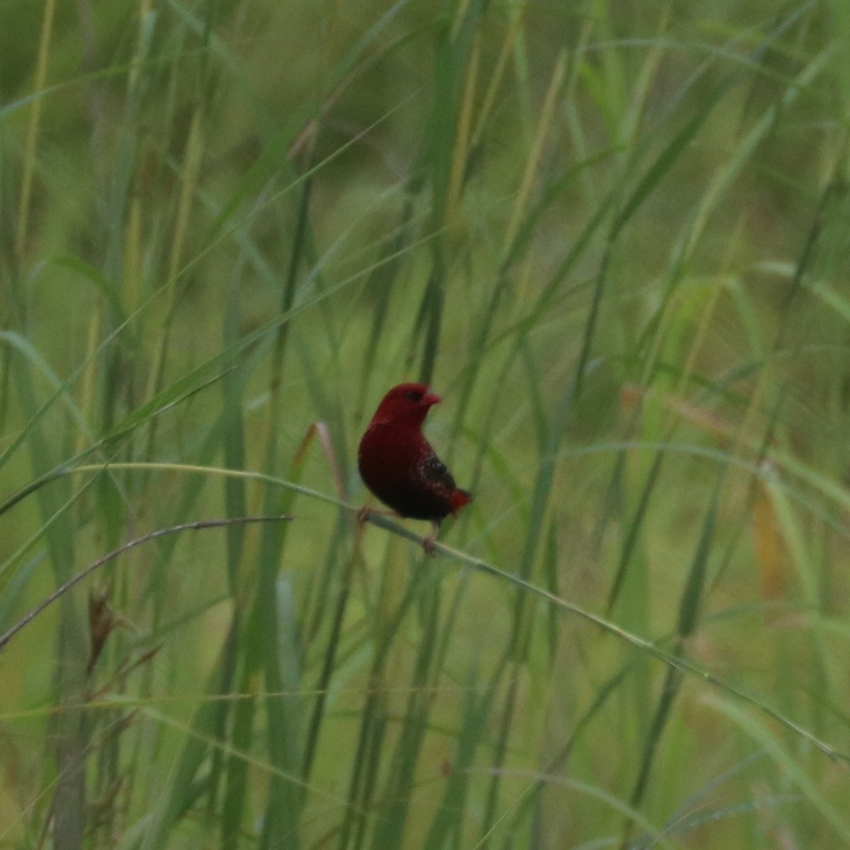 Red Avadavat - Surendra Kumar R