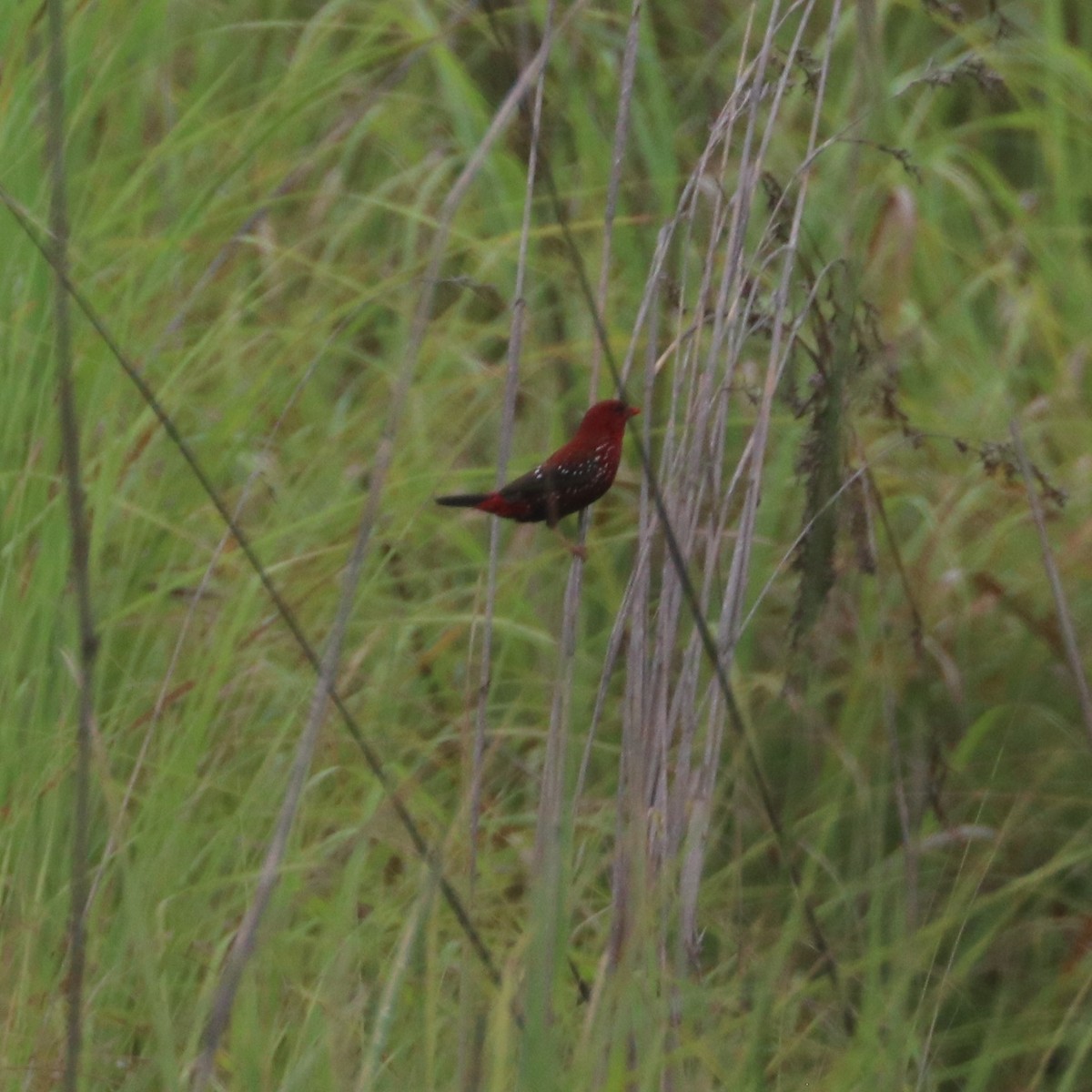 Bengali rouge - ML271749901