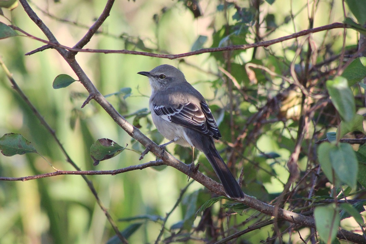 Northern Mockingbird - ML271750321