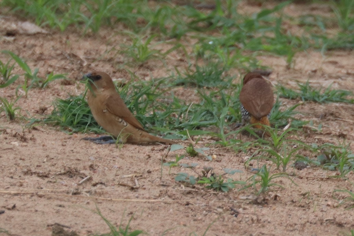 Scaly-breasted Munia - ML271750471