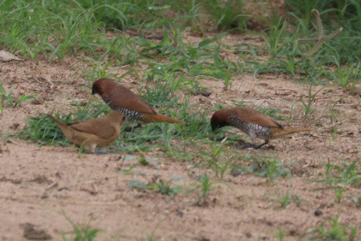 Scaly-breasted Munia - Surendra Kumar R