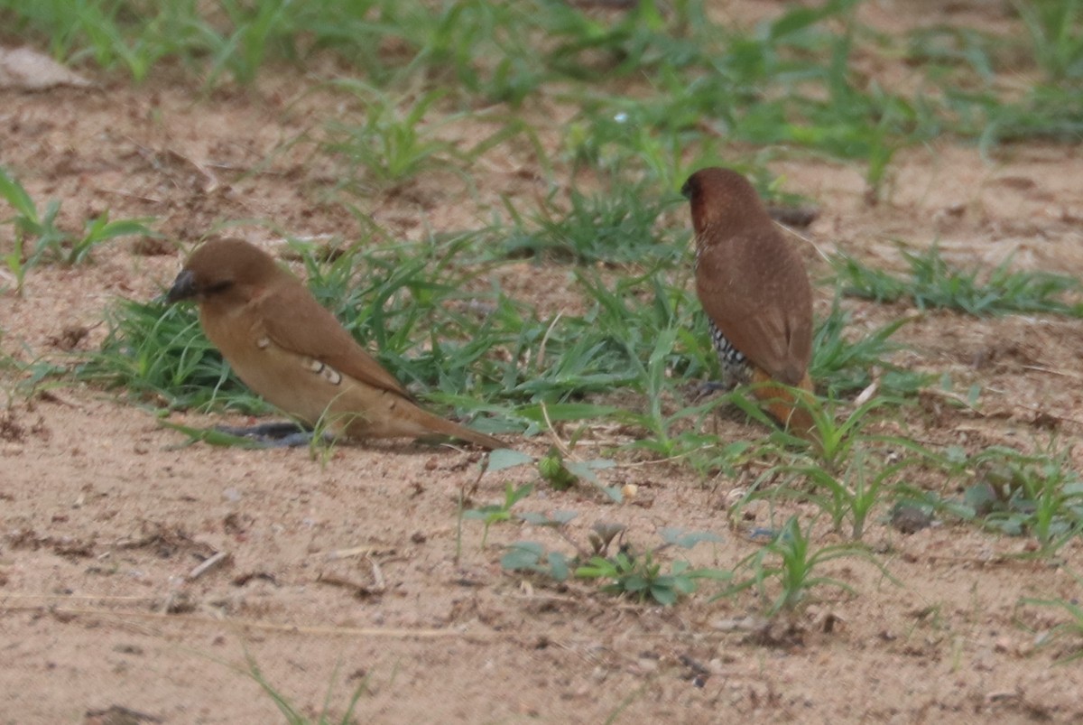 Scaly-breasted Munia - Surendra Kumar R