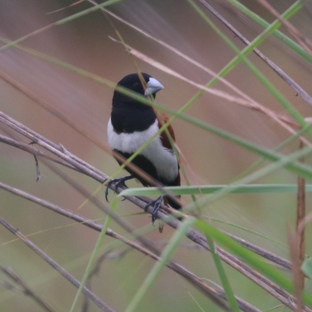 Tricolored Munia - ML271750651