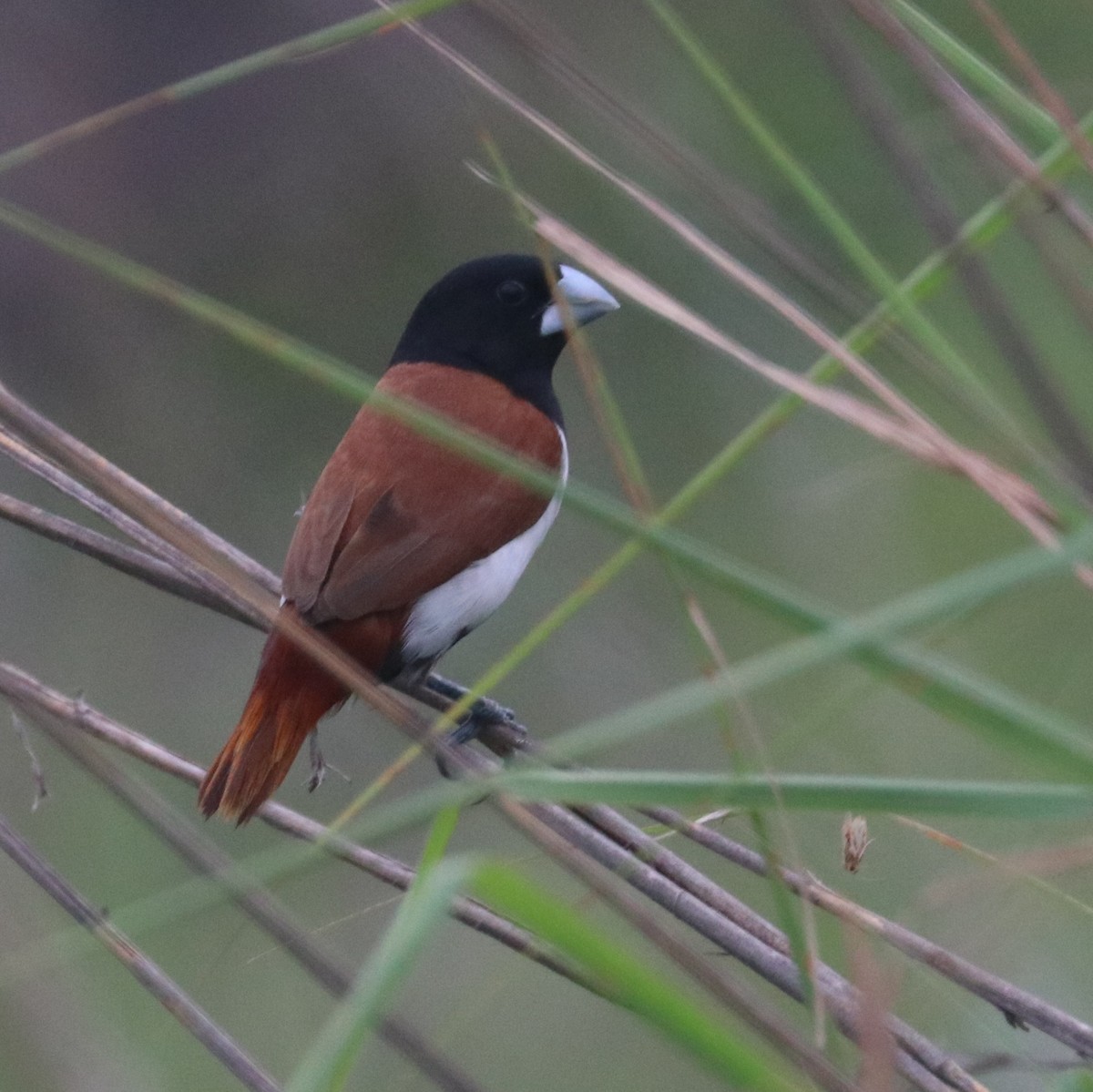 Tricolored Munia - ML271750671