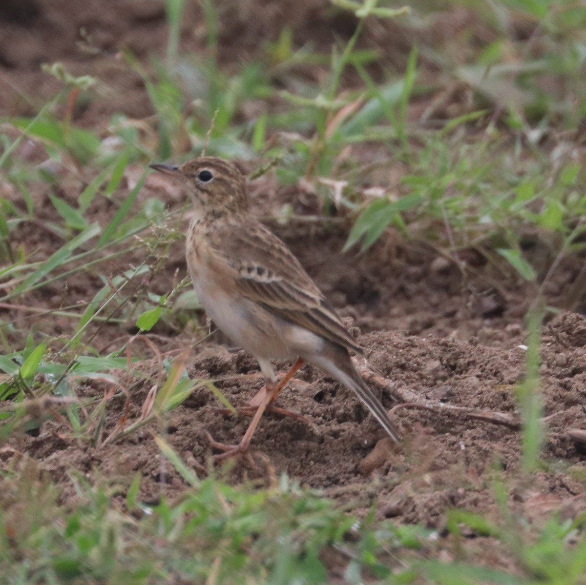 Paddyfield Pipit - ML271751461