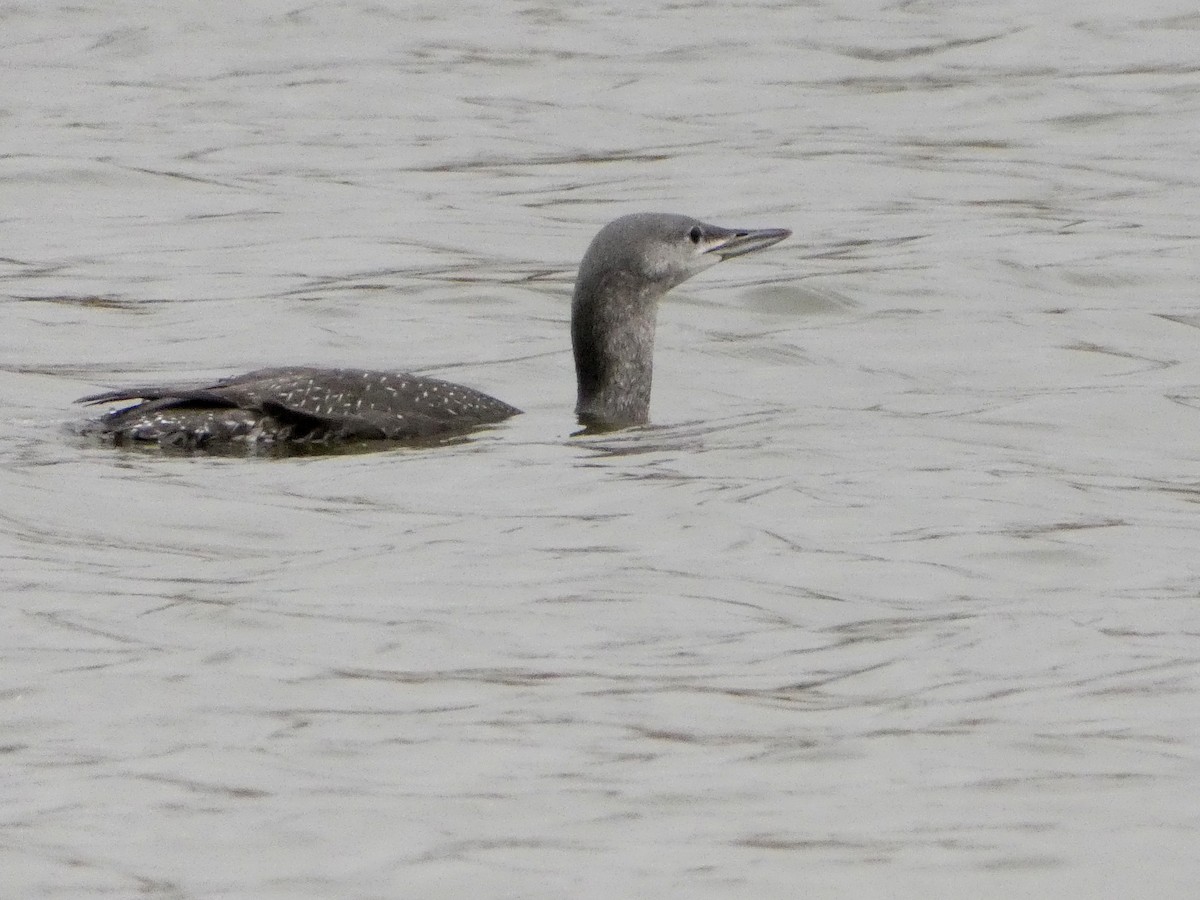 Red-throated Loon - ML271751661