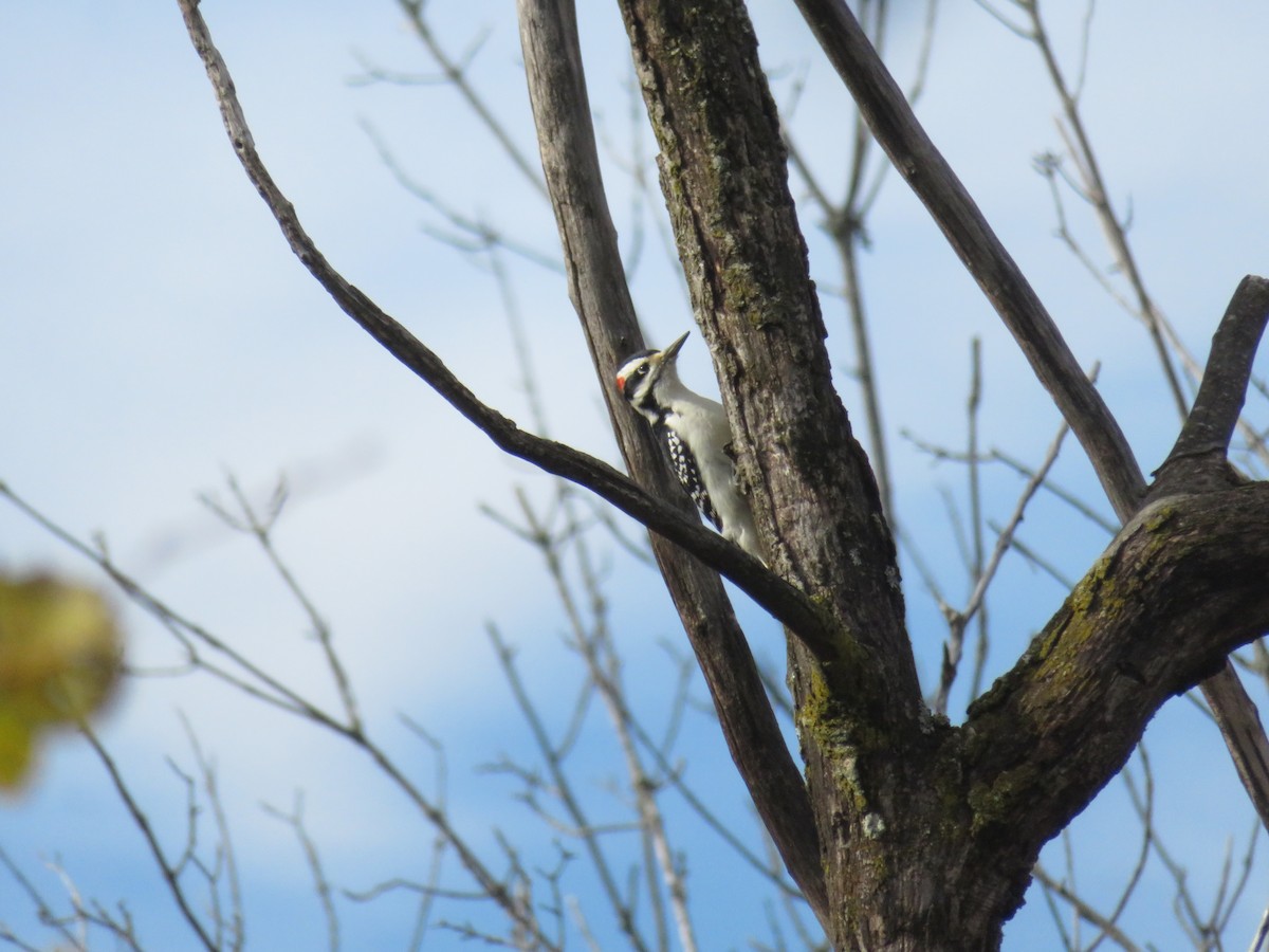 Hairy Woodpecker - Josée Papillon