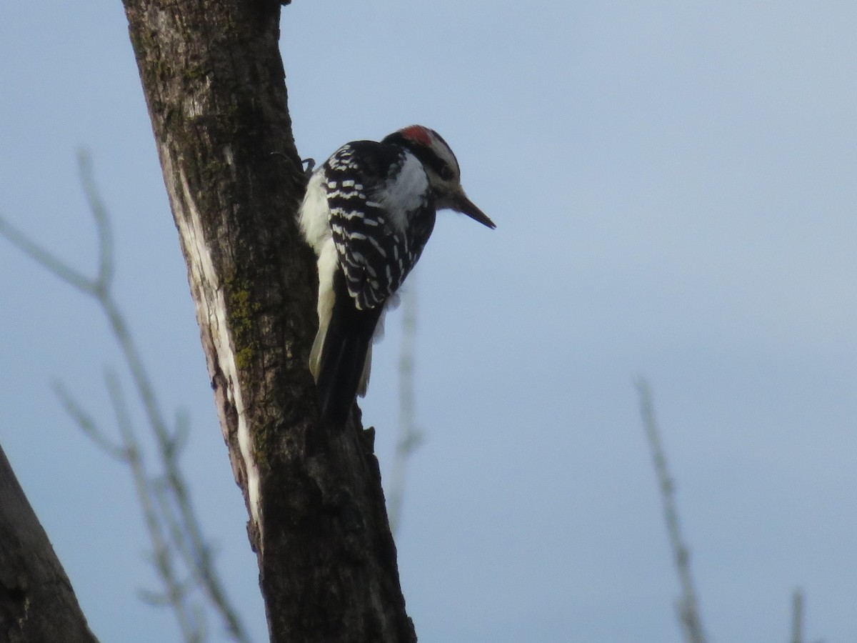 Hairy Woodpecker - Josée Papillon