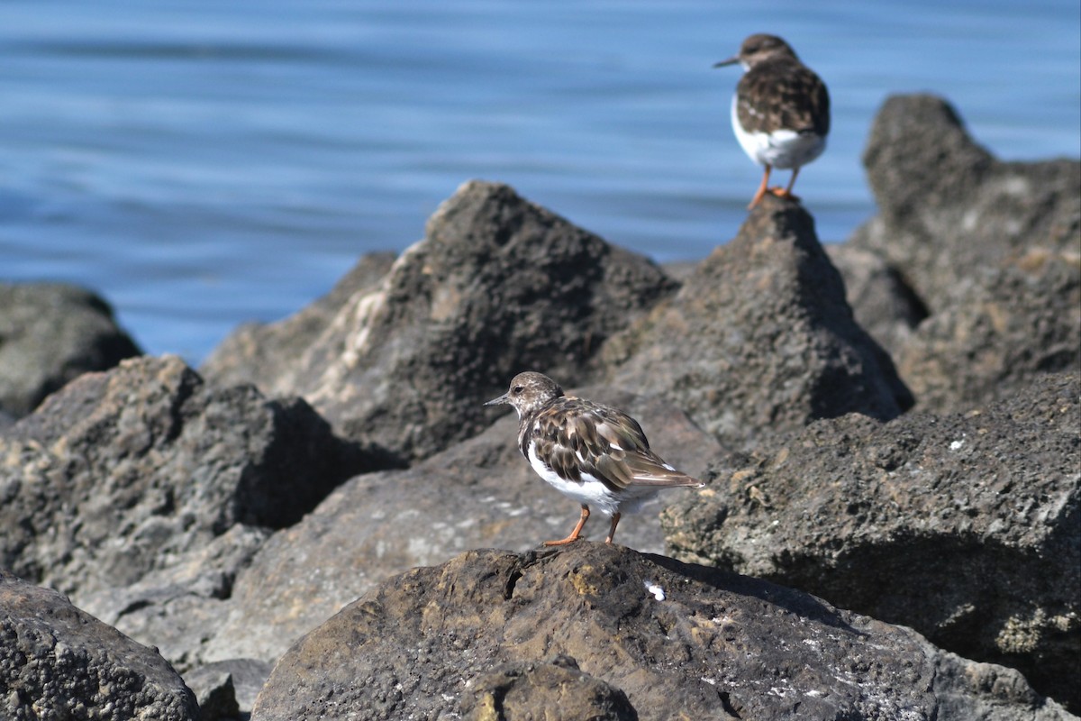 Ruddy Turnstone - Paulo  Roncon