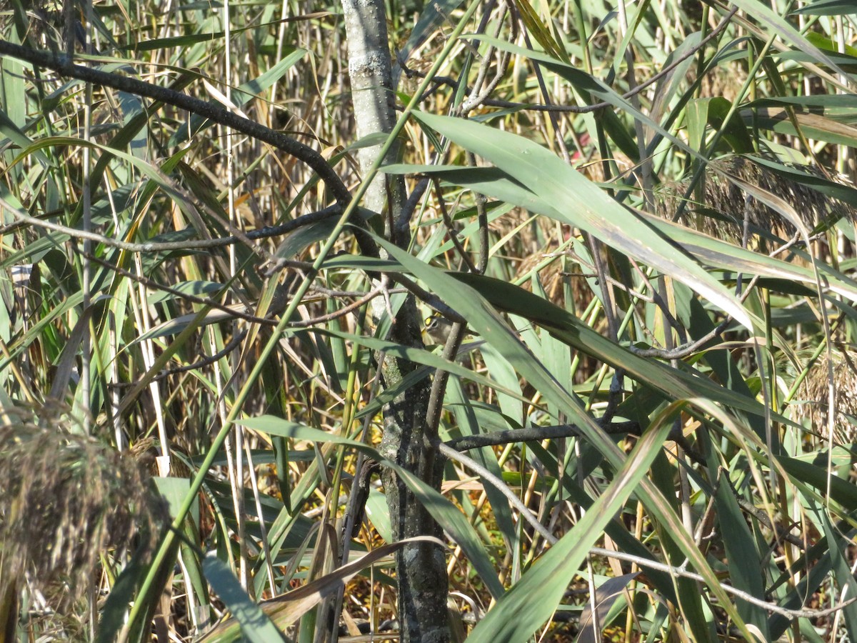 Golden-crowned Kinglet - ML271753021