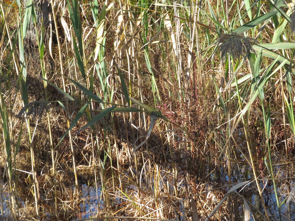 Golden-crowned Kinglet - ML271753041