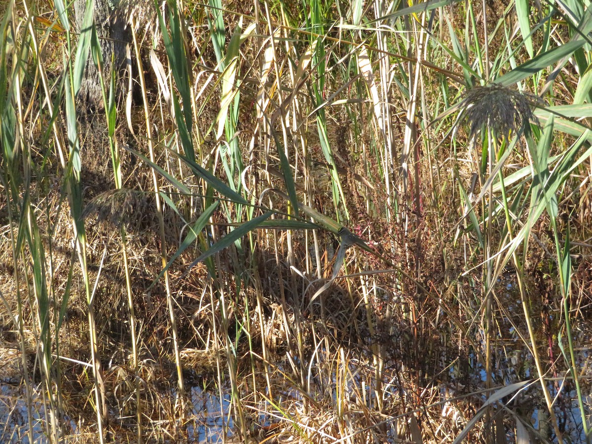 Golden-crowned Kinglet - ML271753051