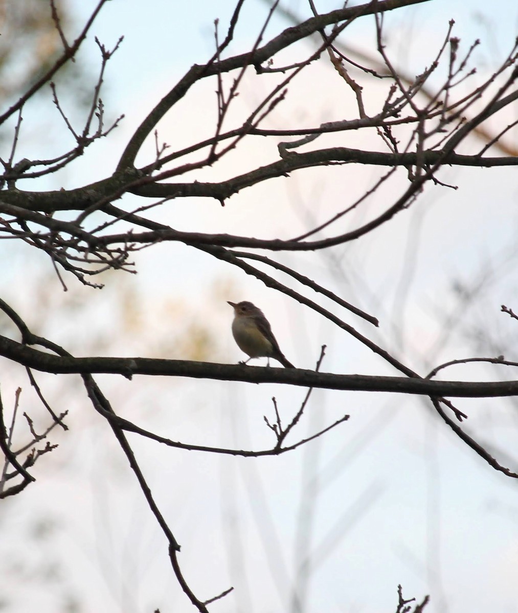 Warbling Vireo - Lucas Timmer