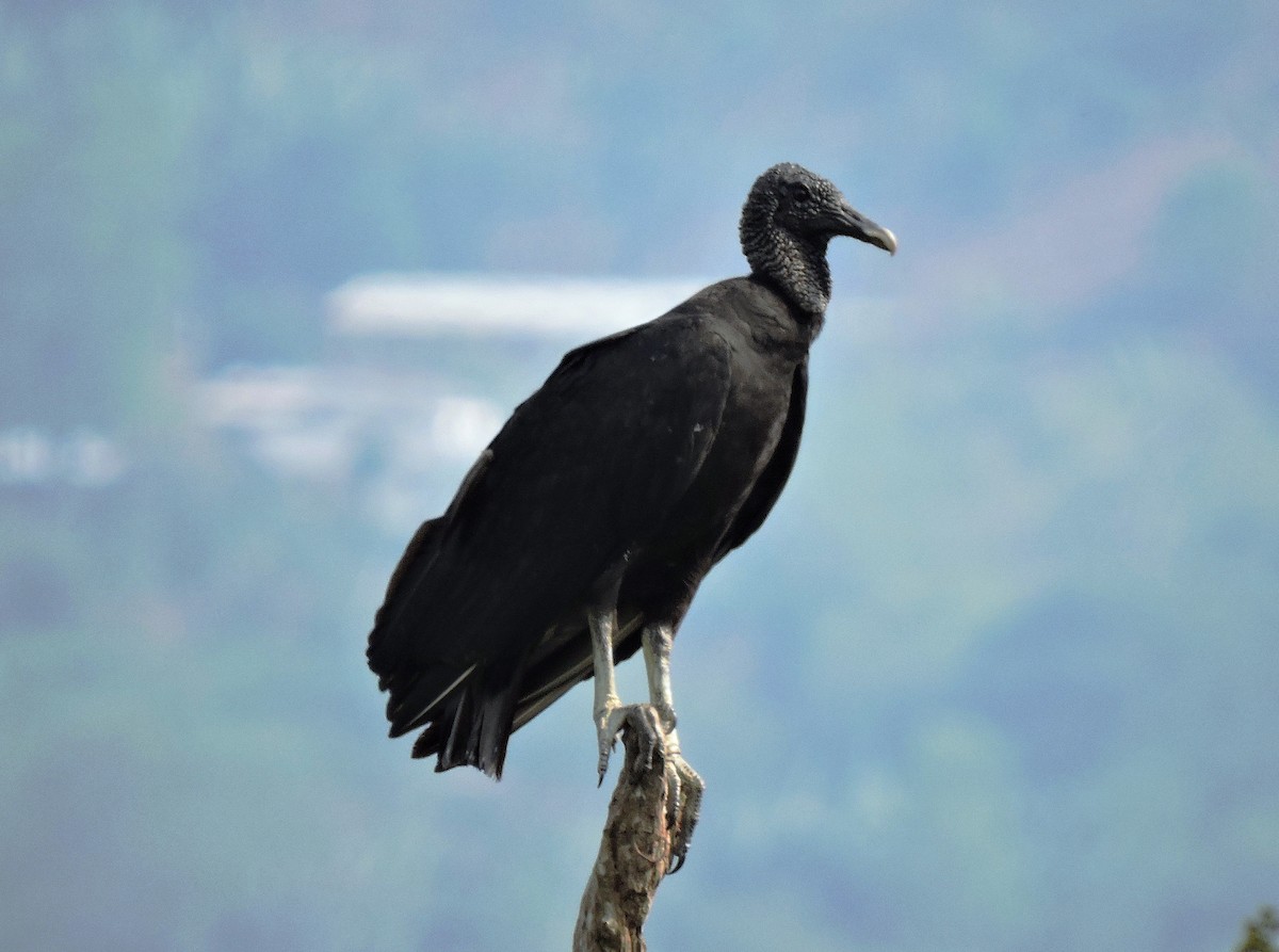 Black Vulture - ML27175441