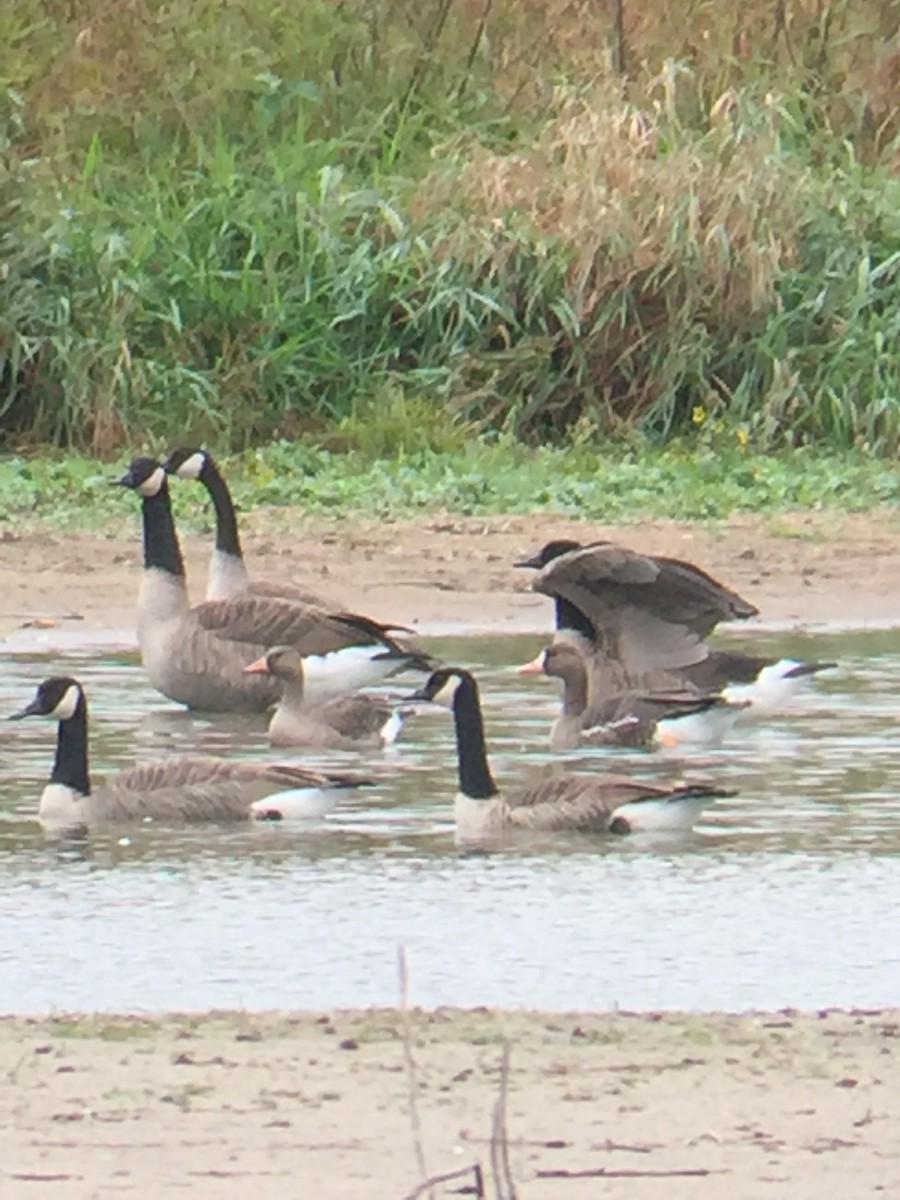 Greater White-fronted Goose - ML271756231