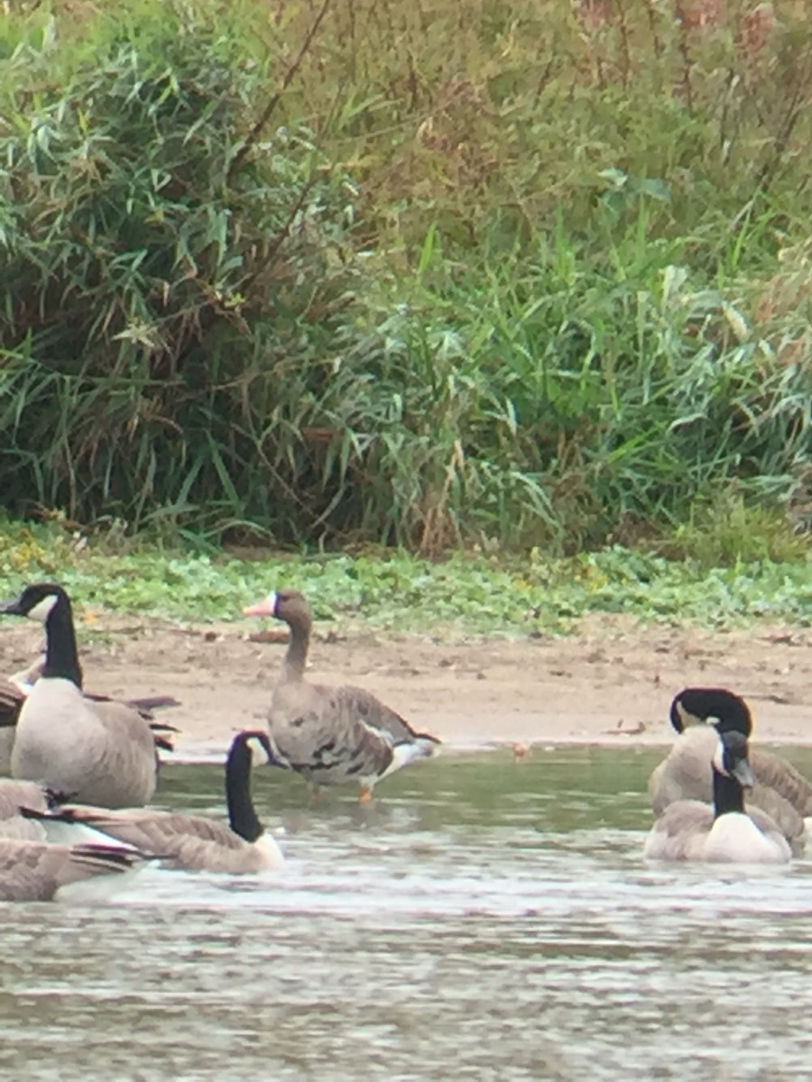 Greater White-fronted Goose - ML271756241