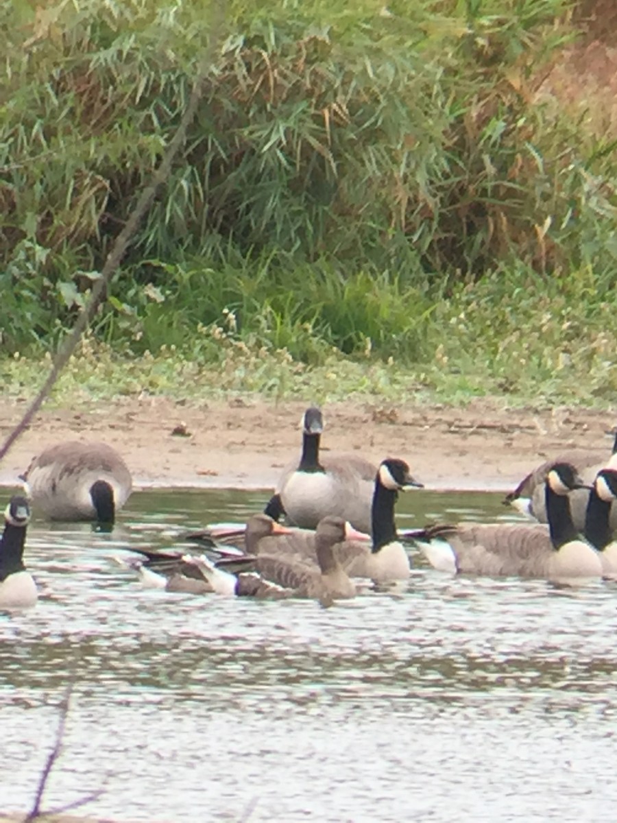 Greater White-fronted Goose - ML271756251