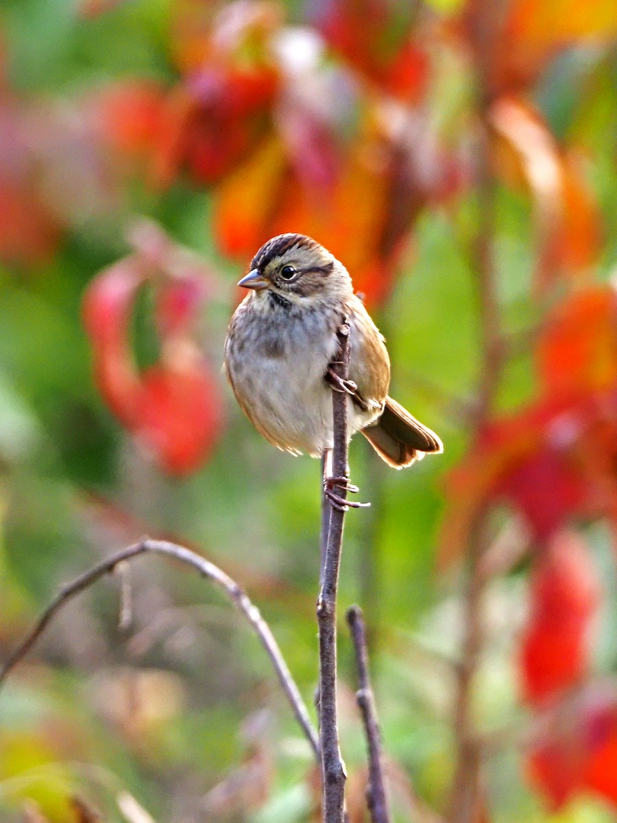 Swamp Sparrow - ML271756971