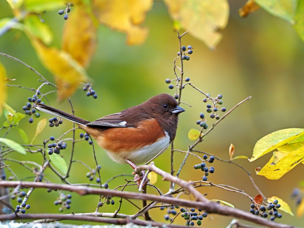 Eastern Towhee - ML271757141