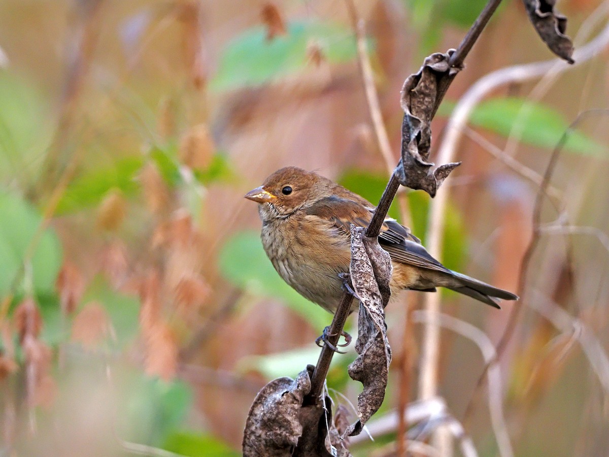 Indigo Bunting - ML271757251