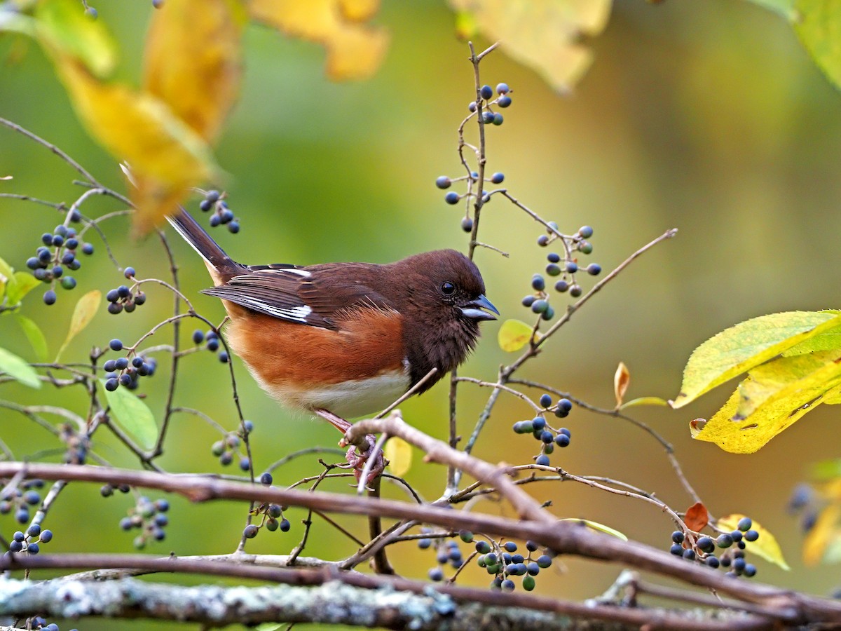 Eastern Towhee - ML271757281