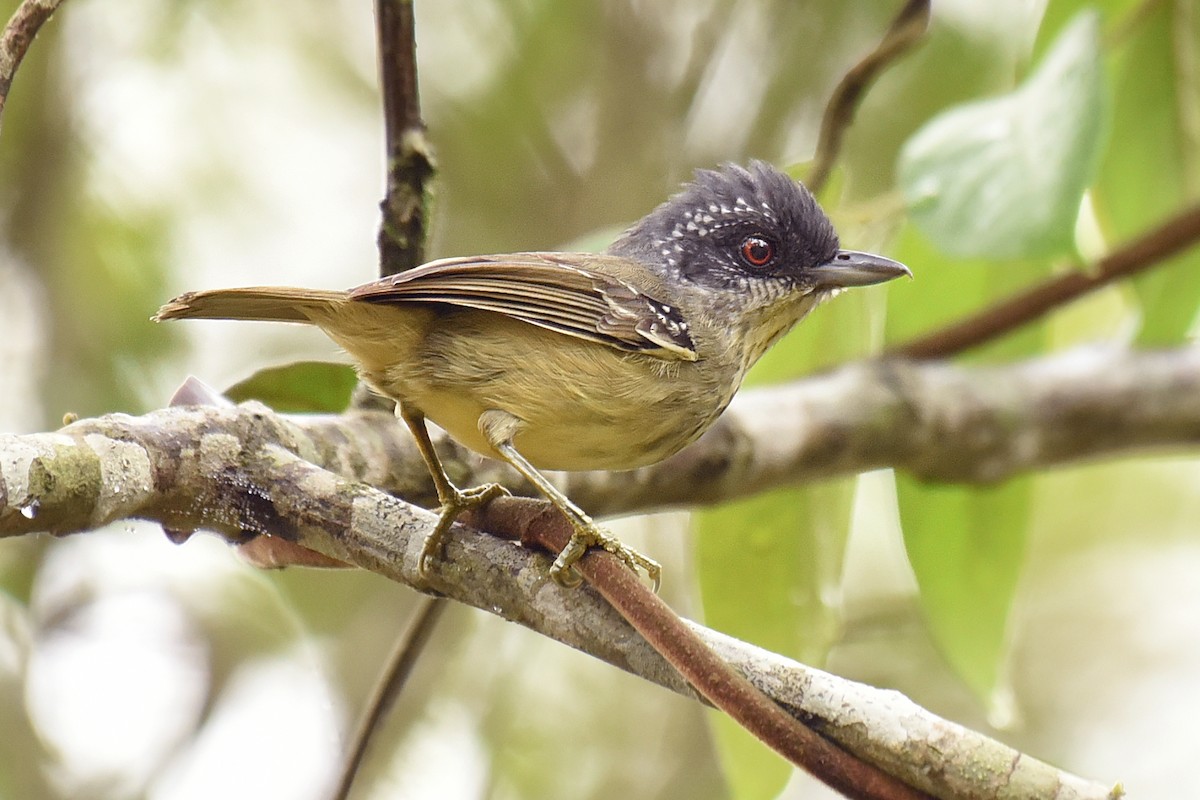 Spot-breasted Antvireo - Luiz Moschini