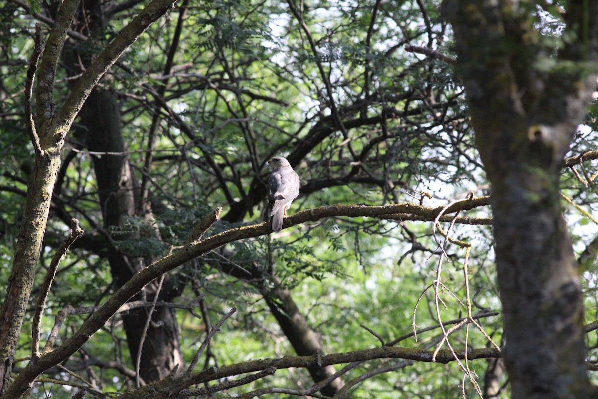 Levant Sparrowhawk - ML271757531