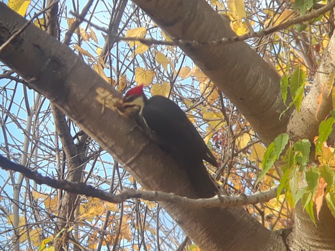Pileated Woodpecker - ML271758421