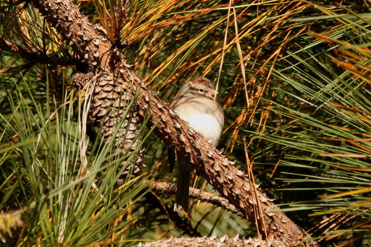 Chipping Sparrow - ML271759971