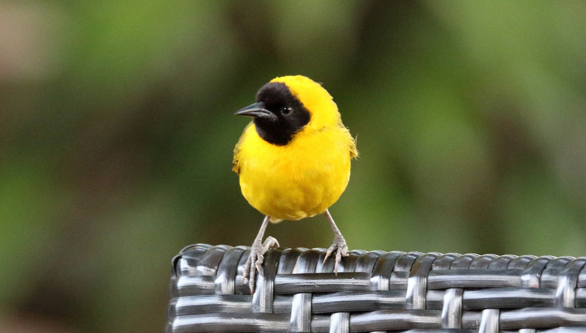 Slender-billed Weaver - ML271760041