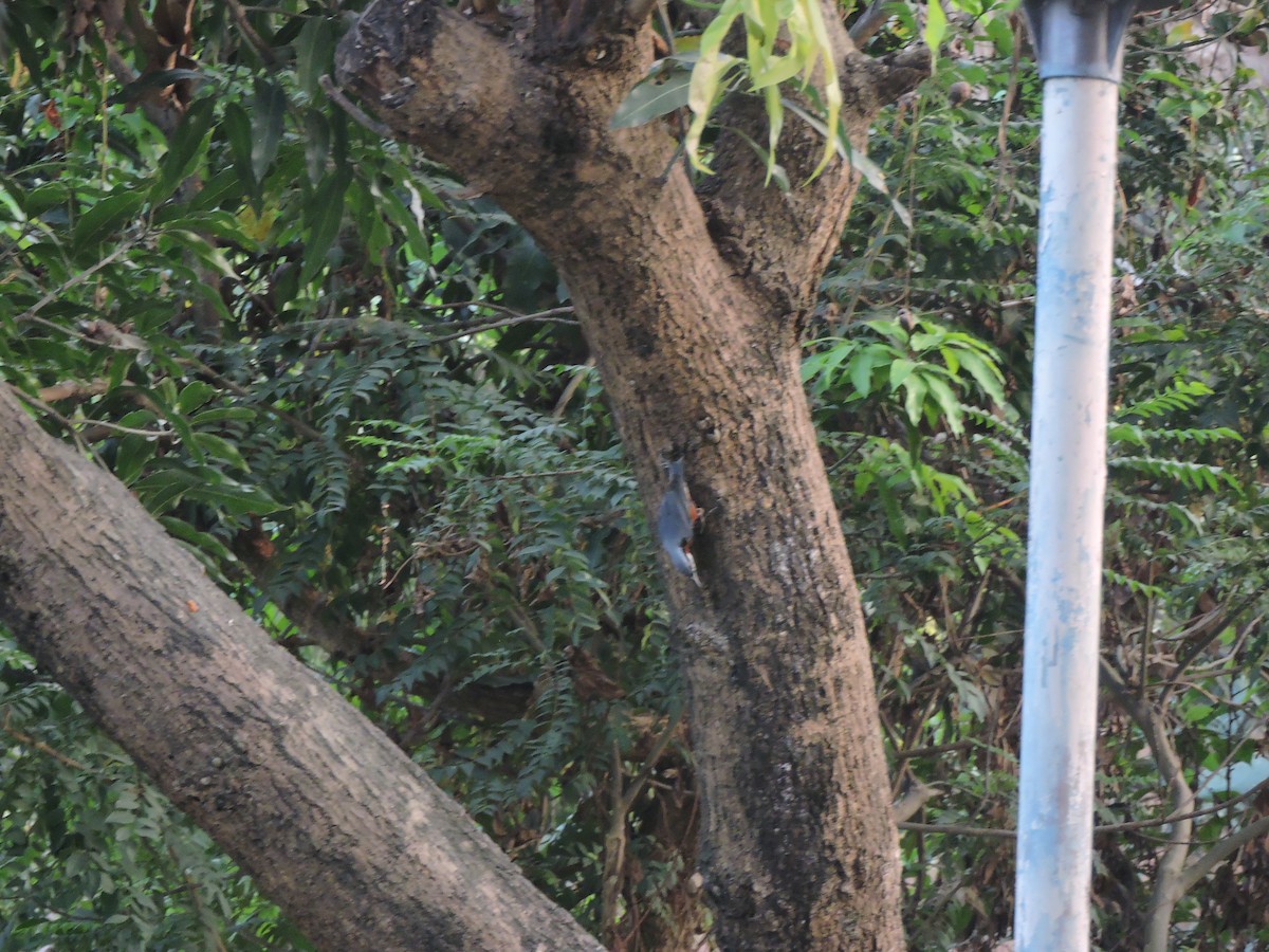 Chestnut-bellied Nuthatch - ML271760831