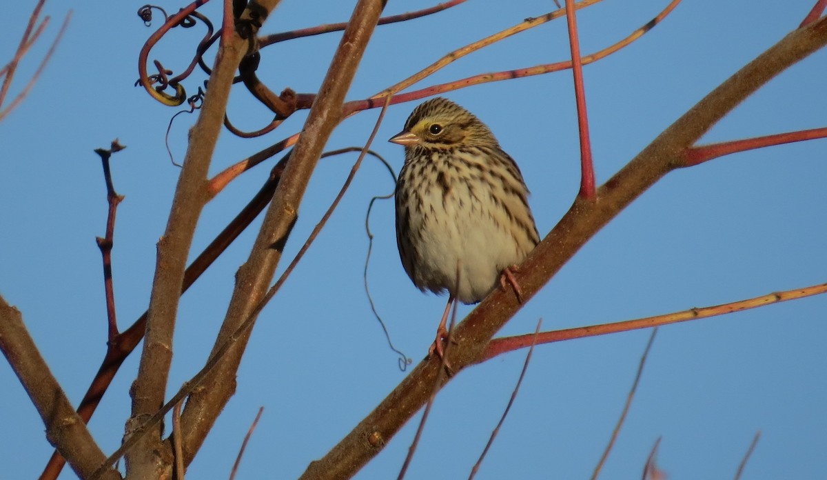 Savannah Sparrow - ML271760931