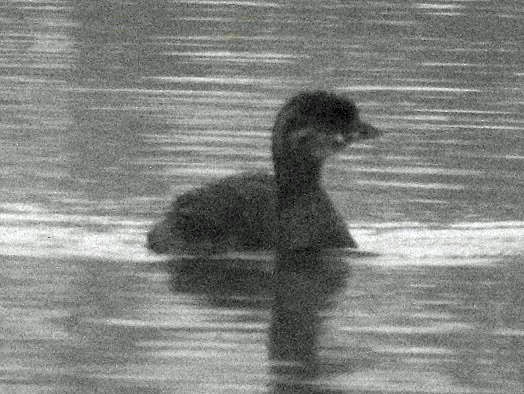 Pied-billed Grebe - Renee Lubert