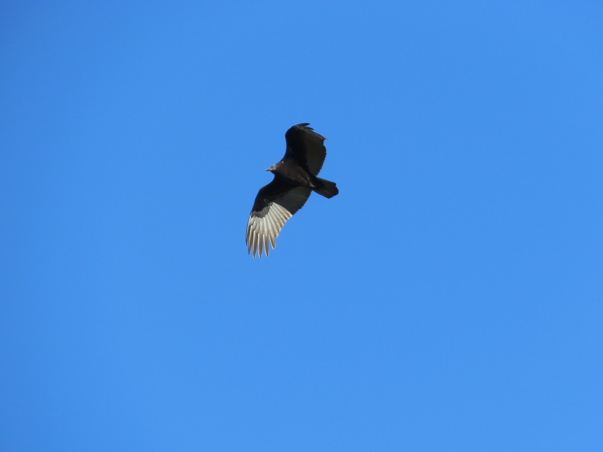 Turkey Vulture - ML271761301