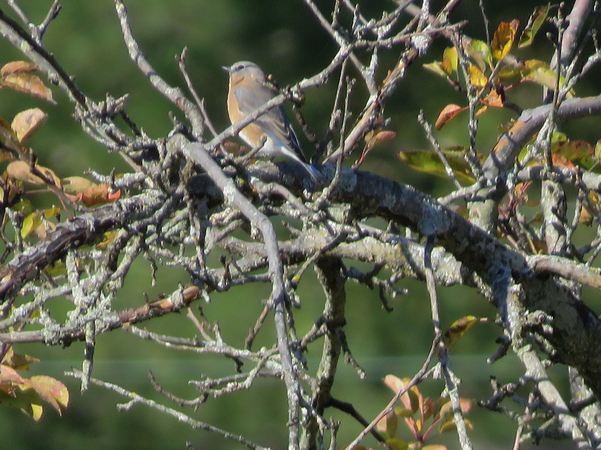 Eastern Bluebird - ML271761541