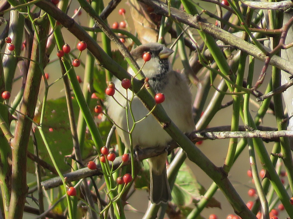 House Sparrow - ML271761591