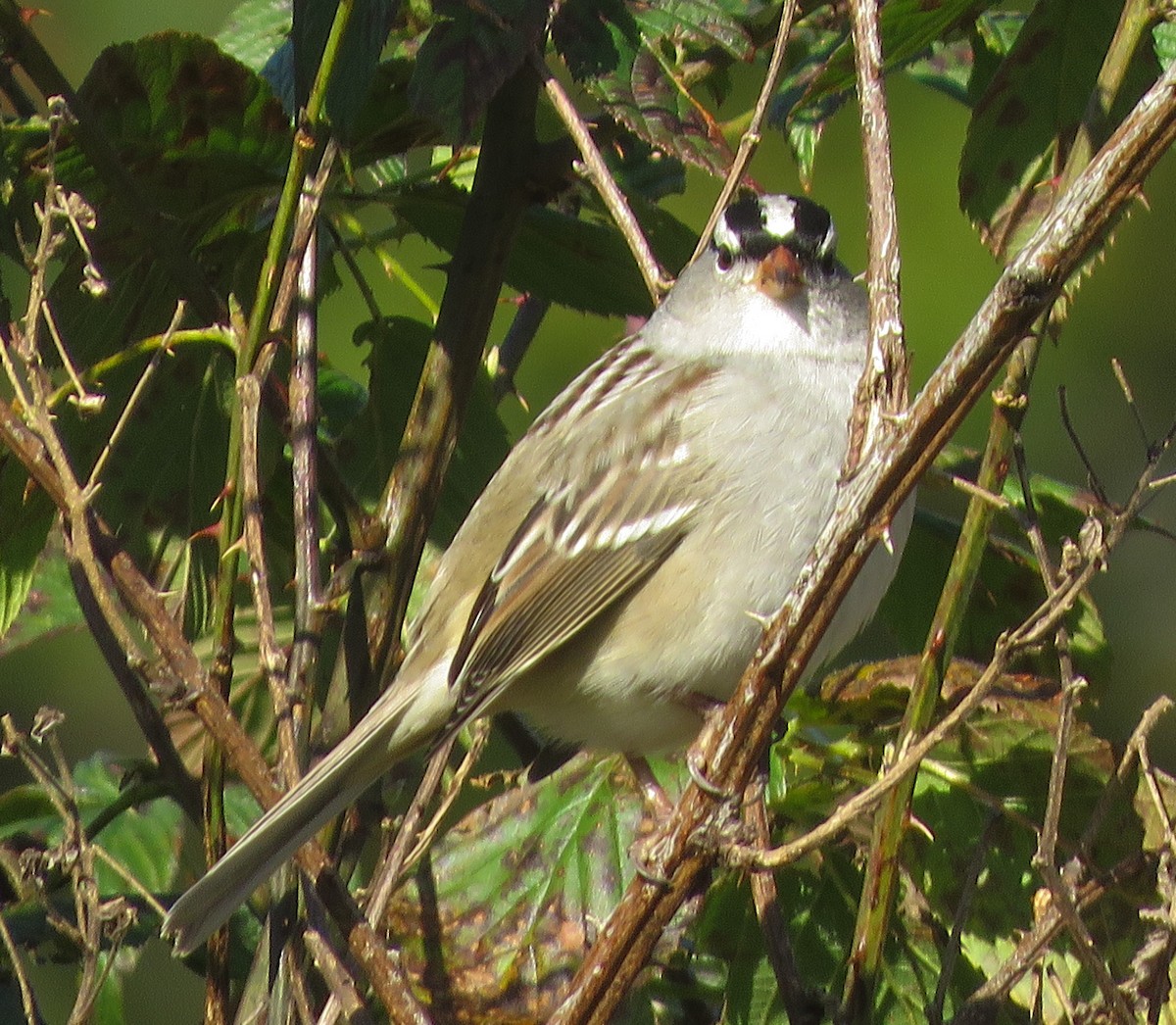 White-crowned Sparrow - ML271761841