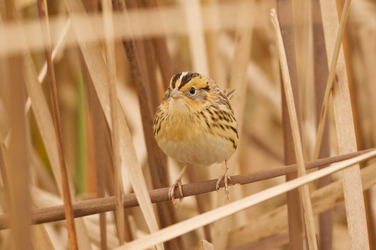 LeConte's Sparrow - ML271762701