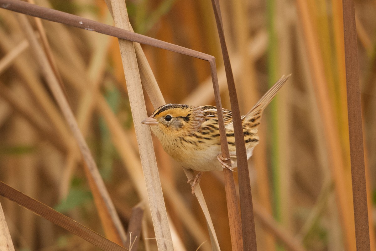 LeConte's Sparrow - ML271762821