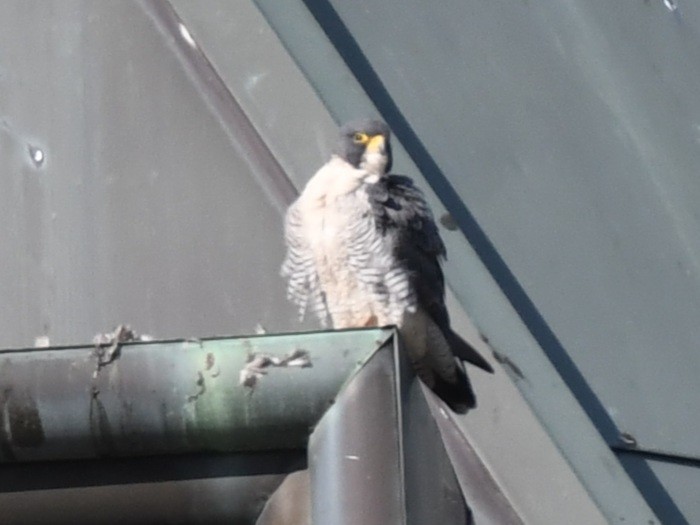 Peregrine Falcon - Traci Gentry