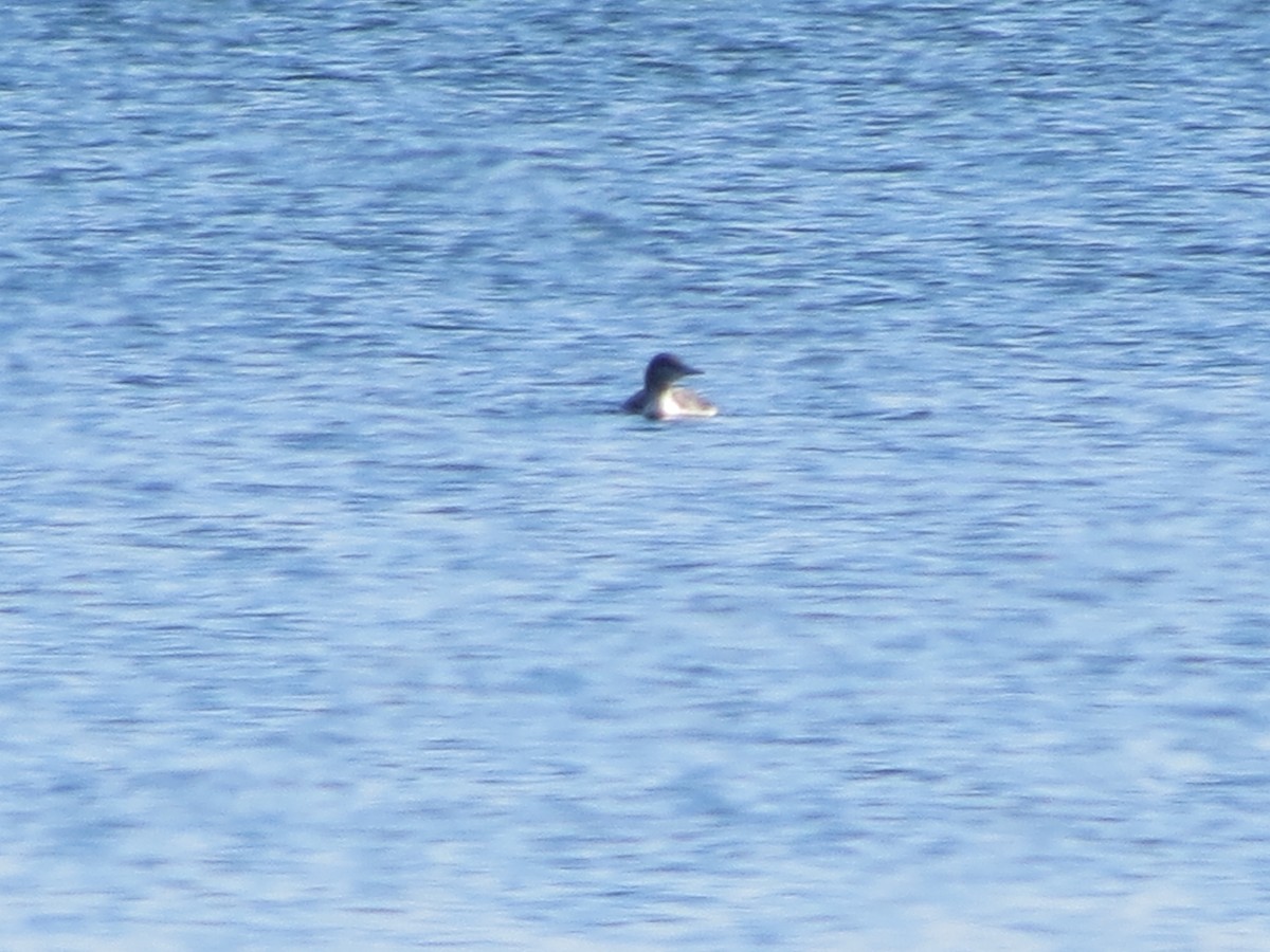 Red-throated Loon - ML271764381