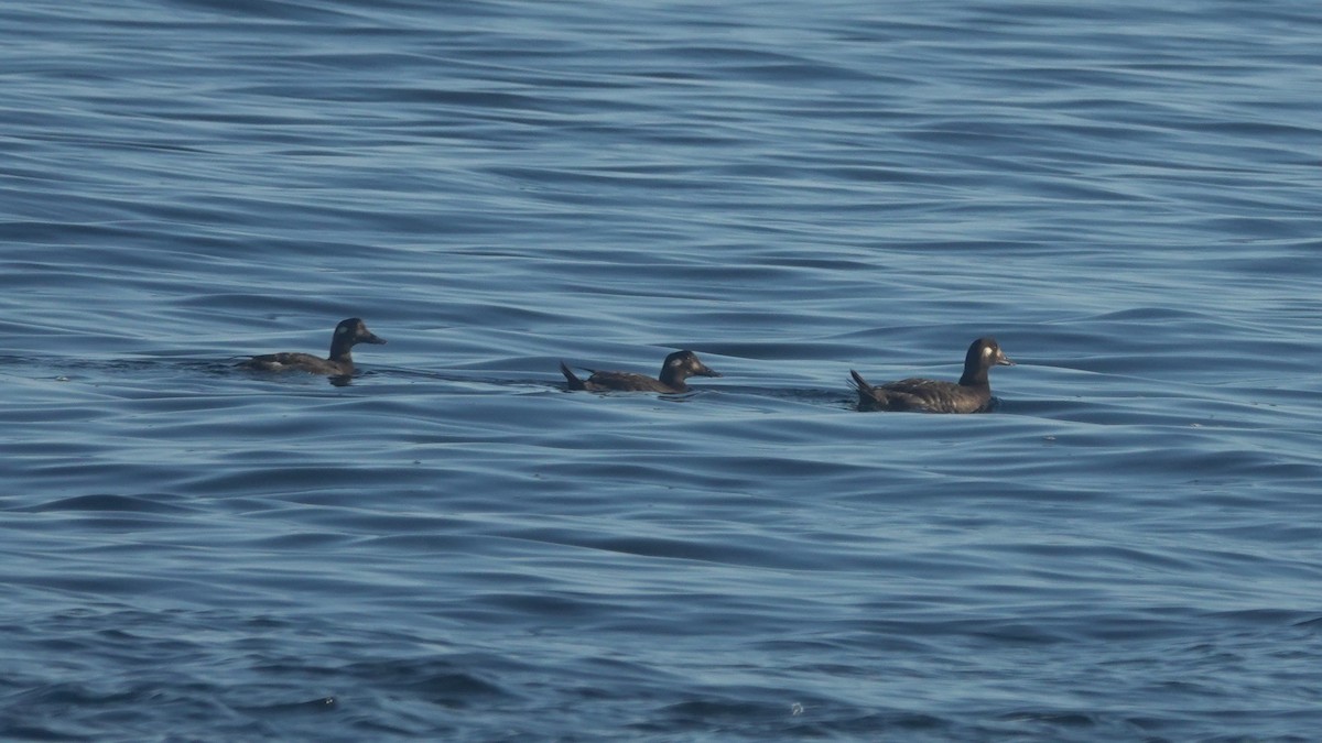 White-winged Scoter - Barry Day