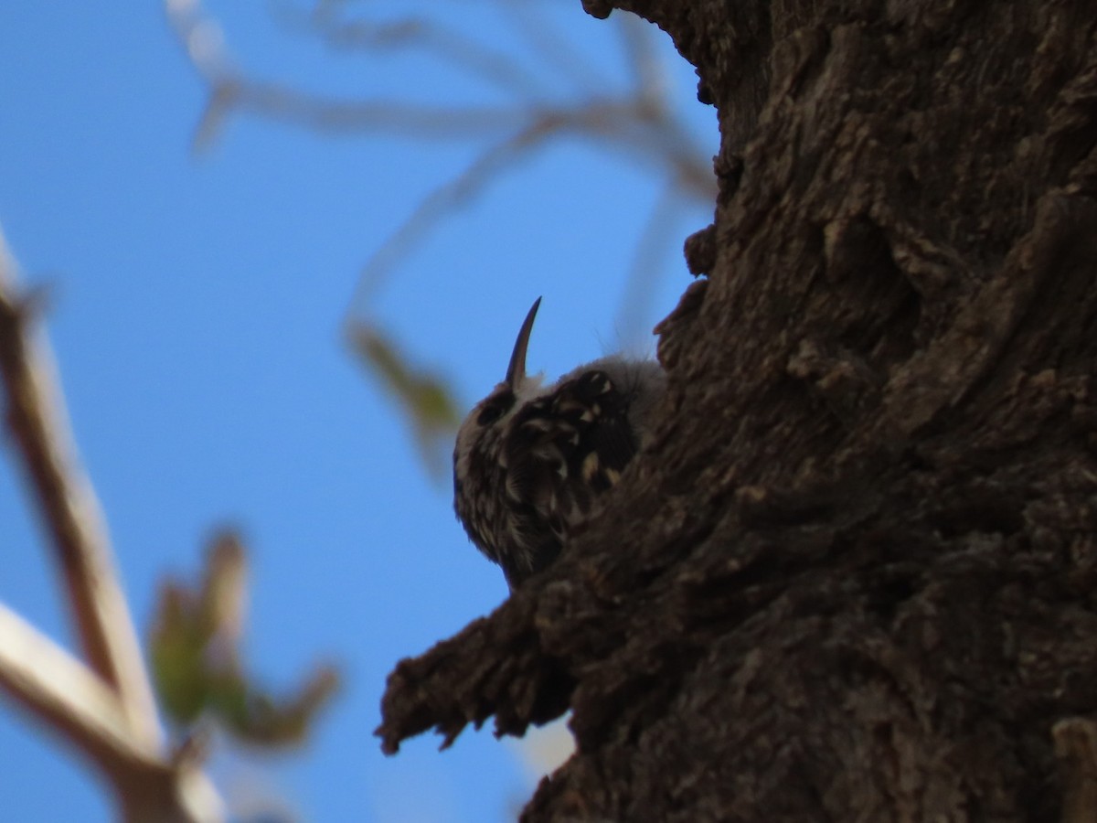 Brown Creeper - ML271765981