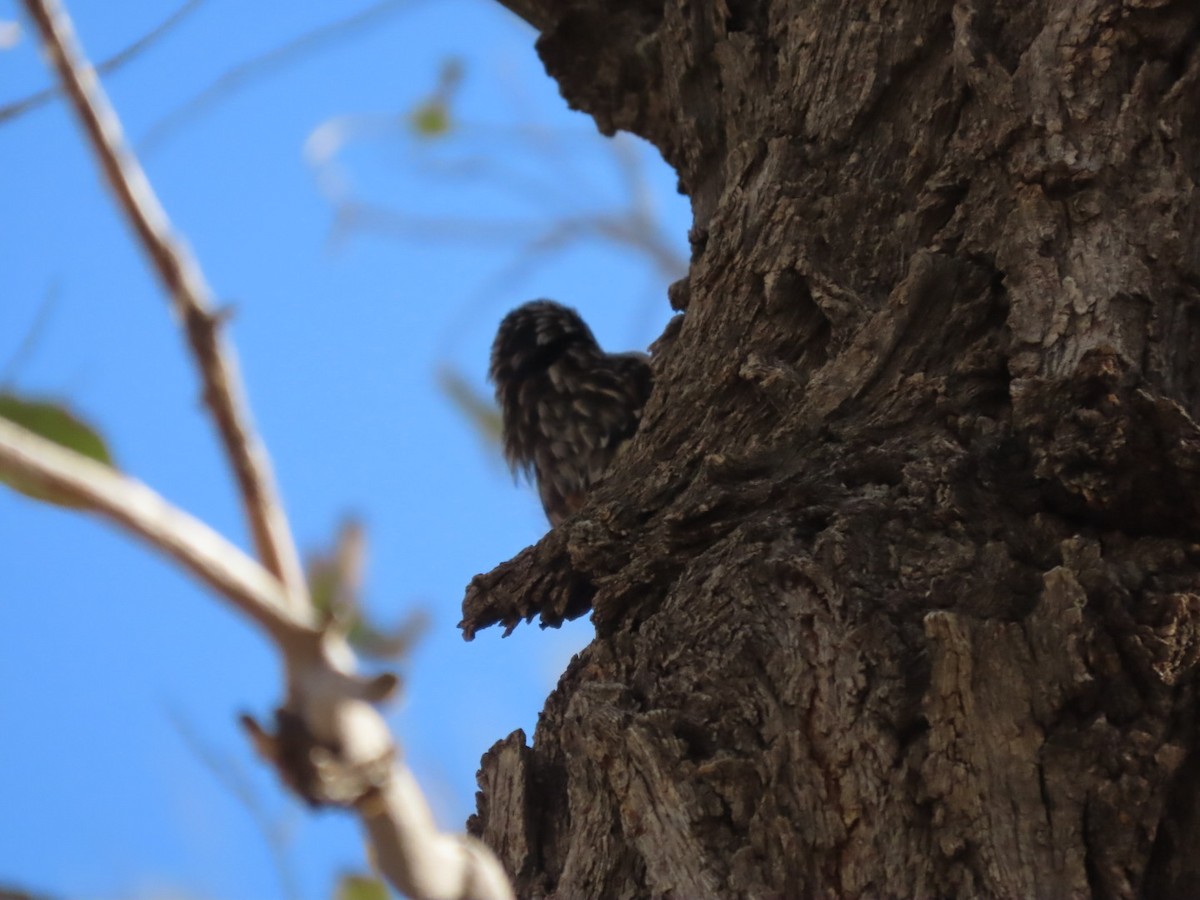 Brown Creeper - ML271766001