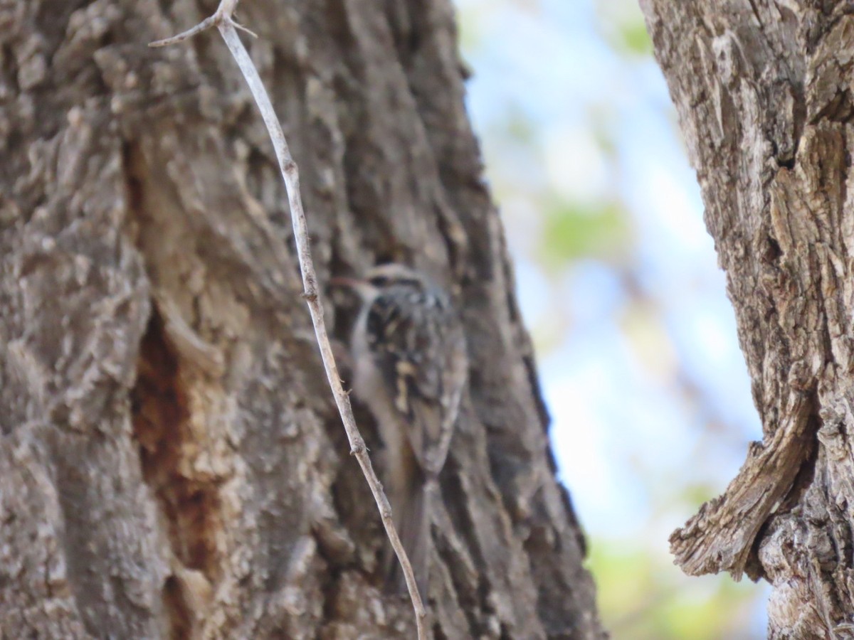 Brown Creeper - ML271766011