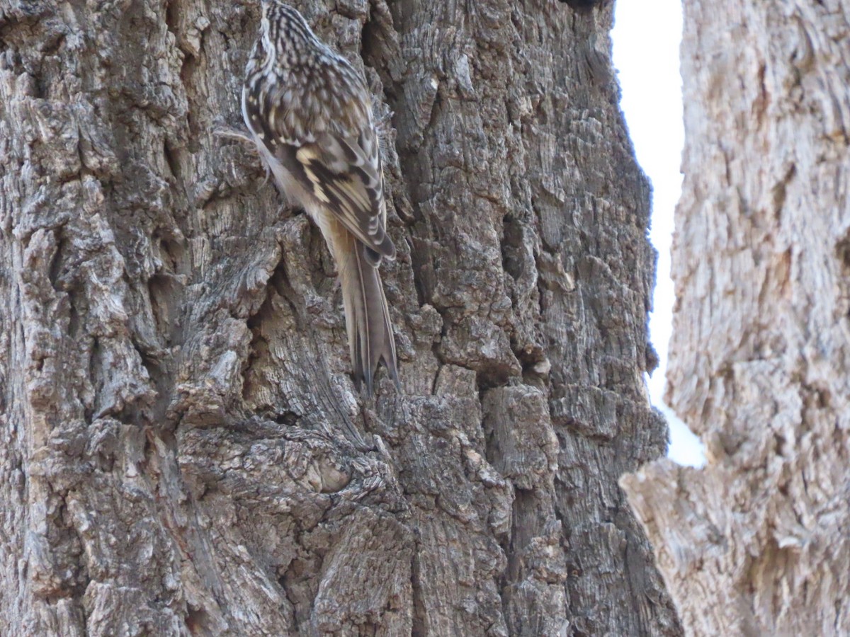 Brown Creeper - ML271766021