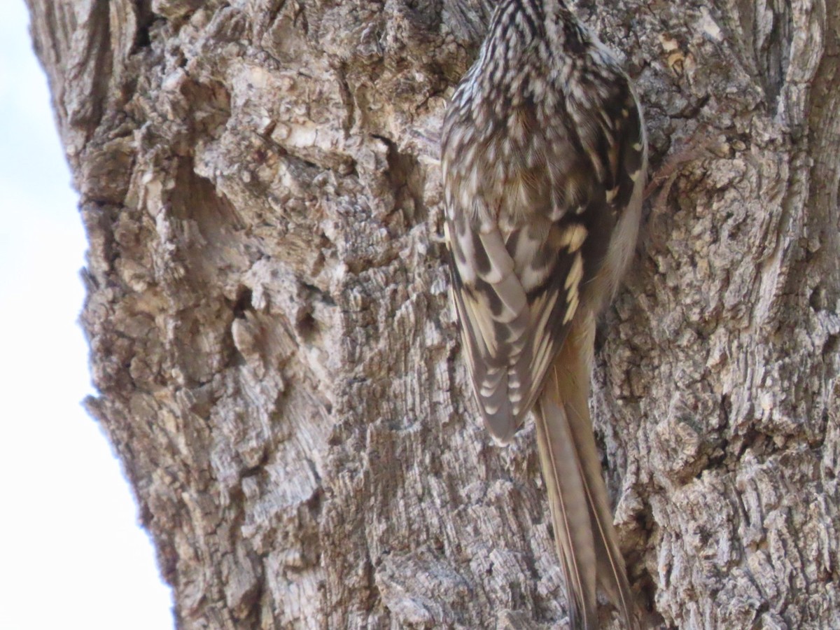 Brown Creeper - ML271766061