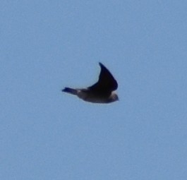Northern Rough-winged Swallow - Ragan Sutterfield