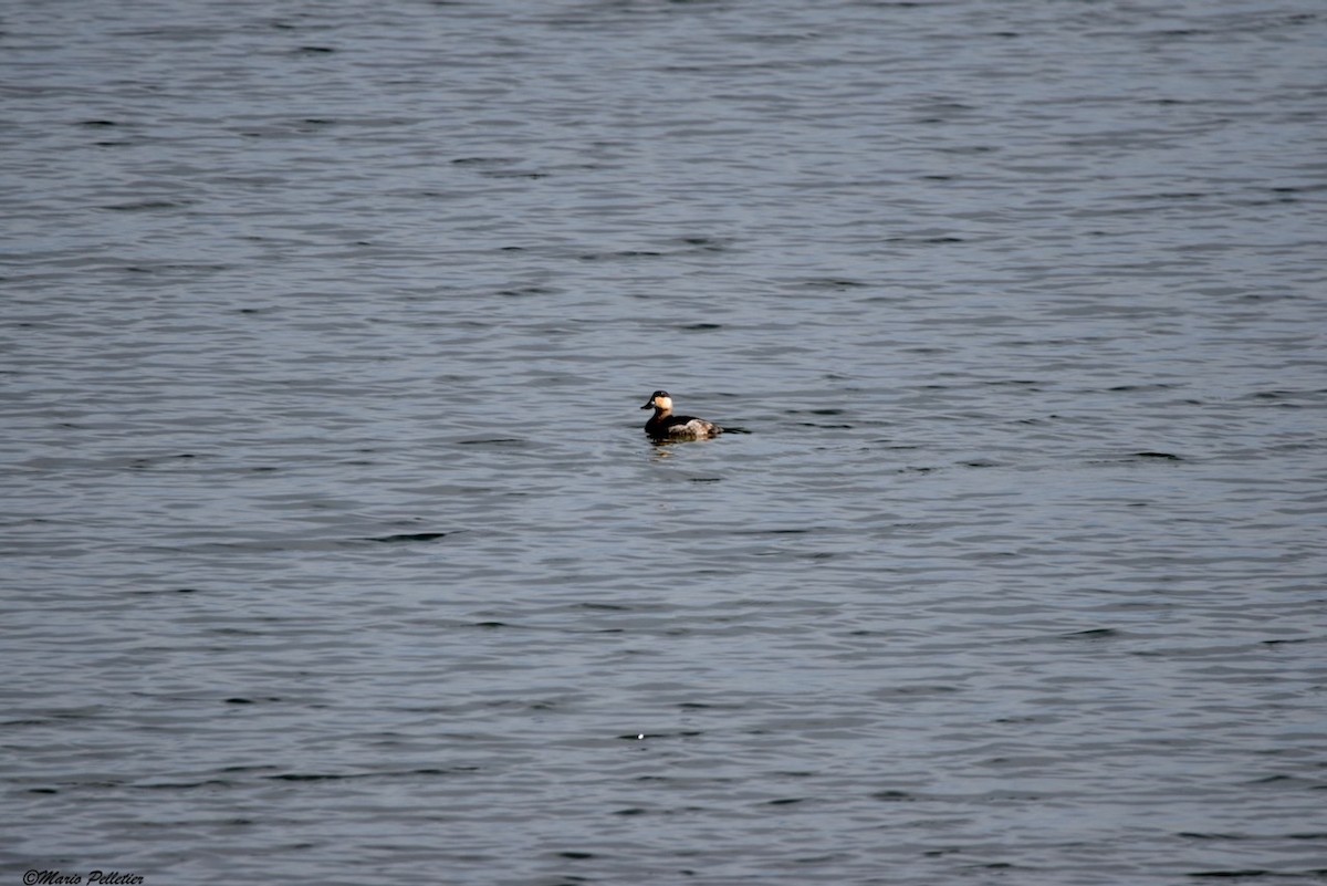 Ruddy Duck - ML271769241