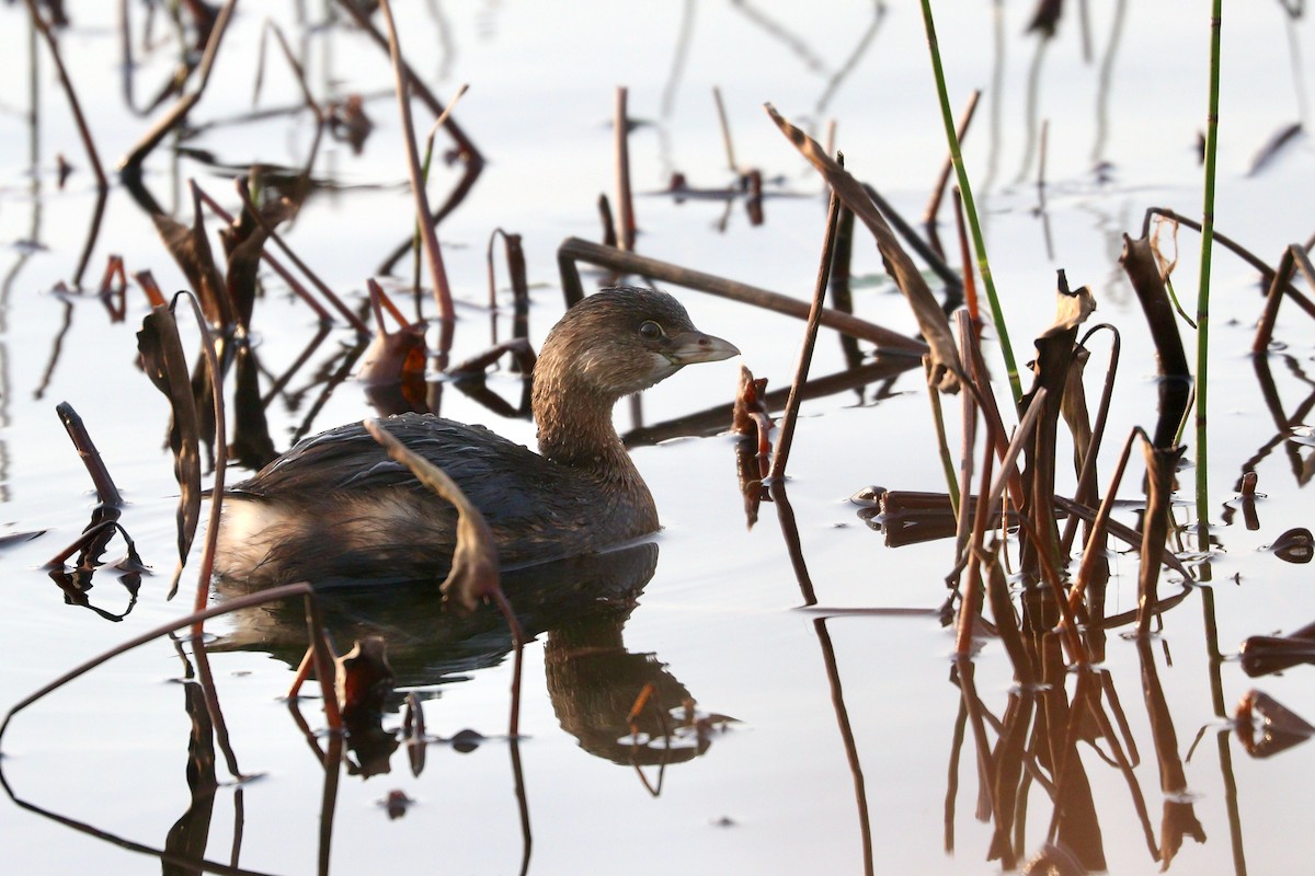 Pied-billed Grebe - ML271770421